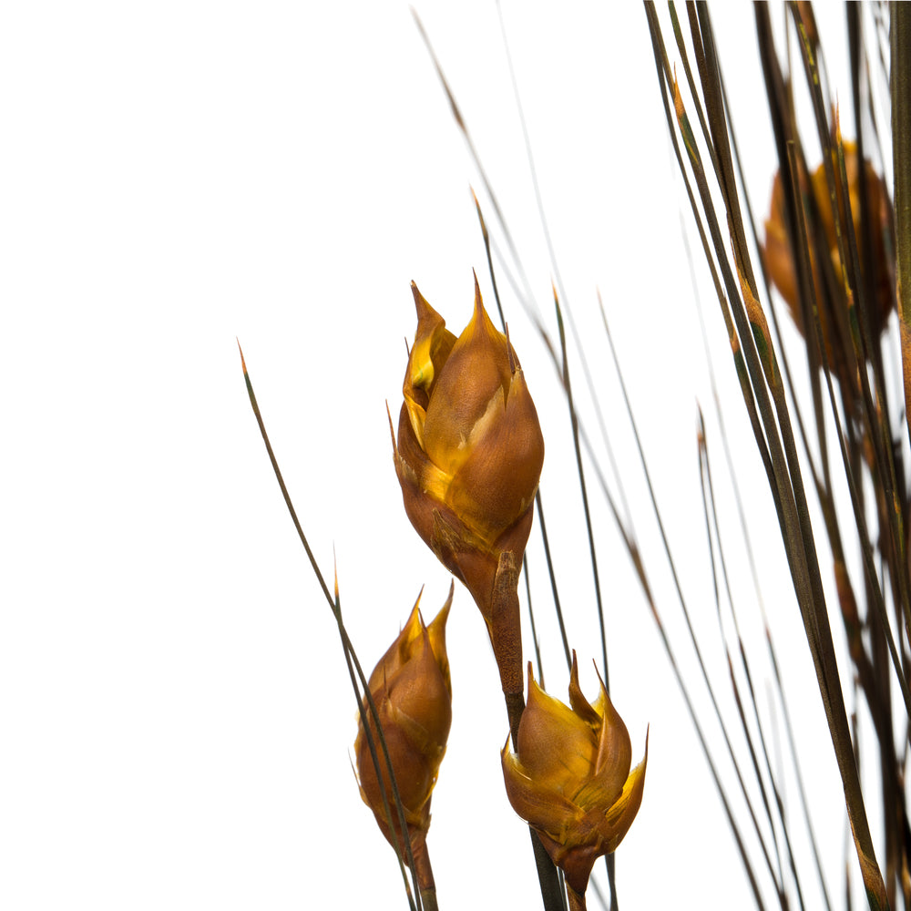 Vickerman 36-40" Aspen Gold Bell Grass with Seed Pods 8-9 oz Bundle Preserved