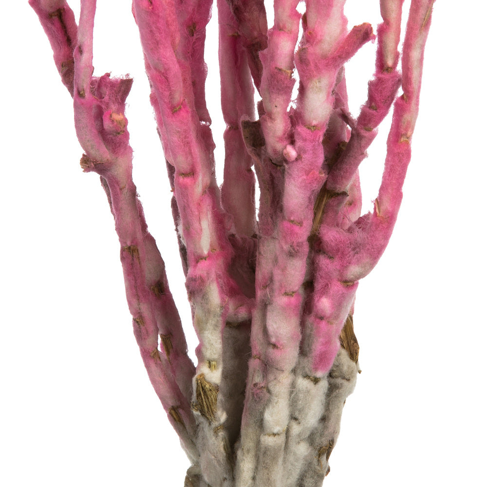 Vickerman 13-14" Bright Pink Everlasting Flowers approximately 23 blooms Dried