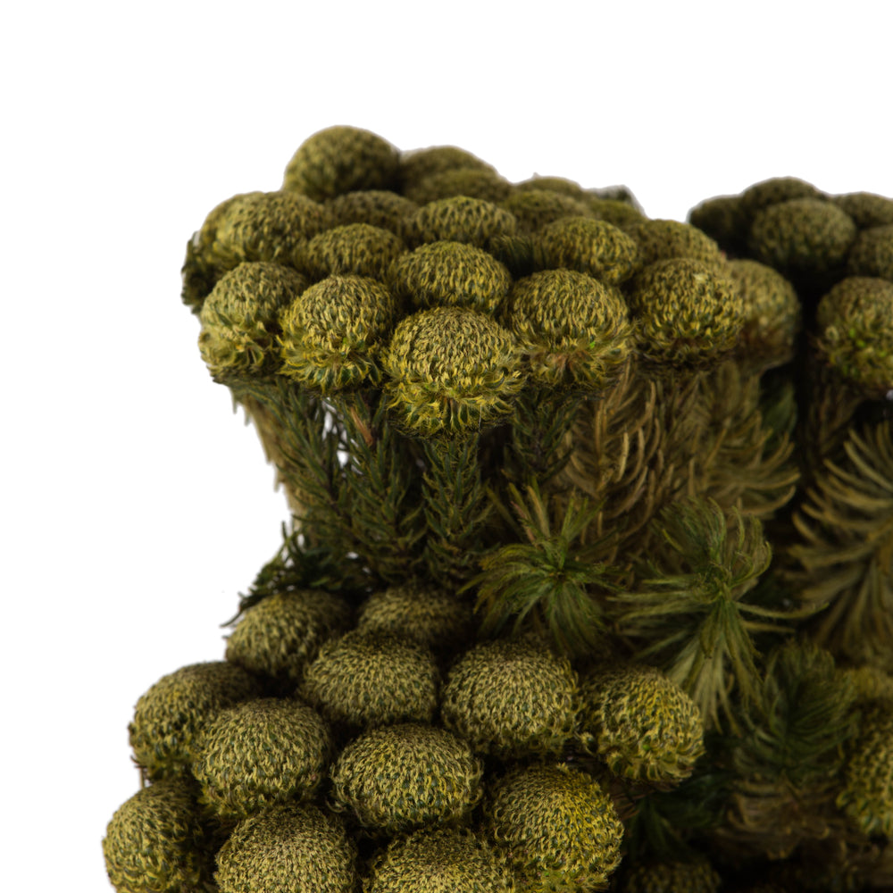 Vickerman 12-16" Yellow/Green Brunia 4 oz Bundle Preserved