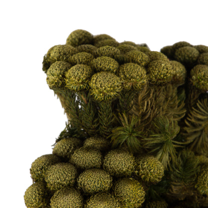 Vickerman 12-16" Yellow/Green Brunia 4 oz Bundle Preserved