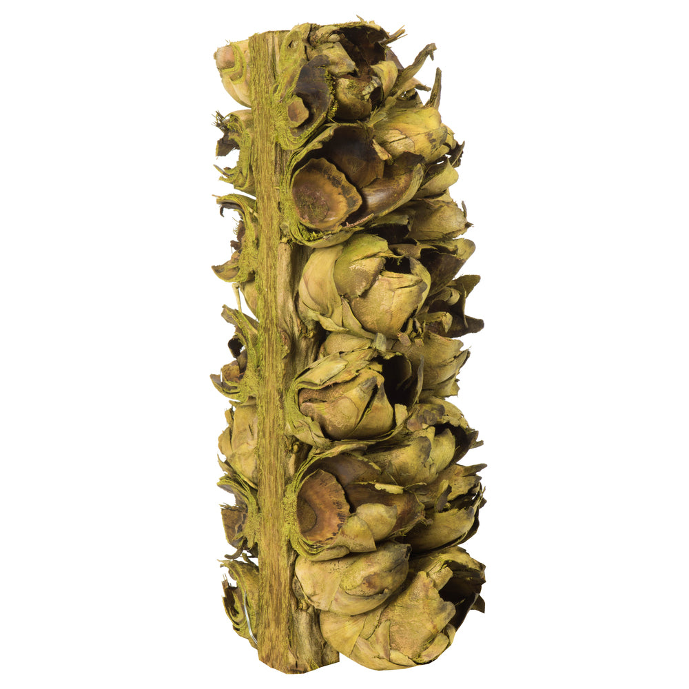 Vickerman 10-12" Basil Giant Seed Pod Segment - small 1 peice Dried