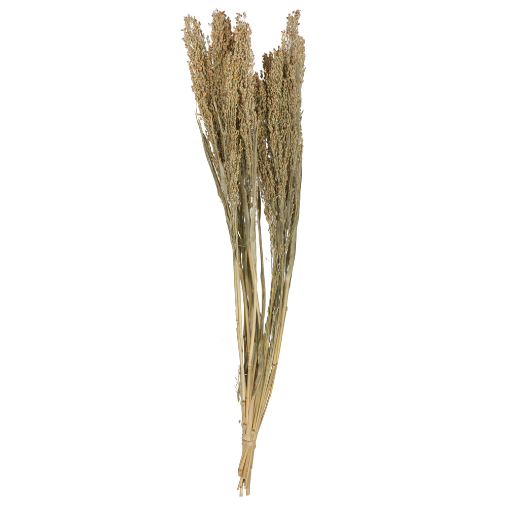 Vickerman Natural Botanicals 22-26" Natural Dried Panicum 4 oz. Bunch.