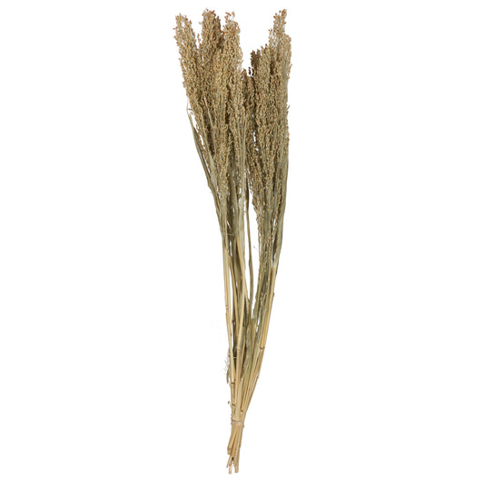 Vickerman Natural Botanicals 22-26" Natural Dried Panicum 4 oz. Bunch.