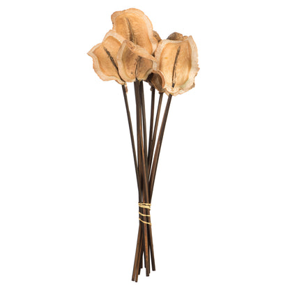 Vickerman 15" Natural Frogs Mouth on Stems 9 stems Dried
