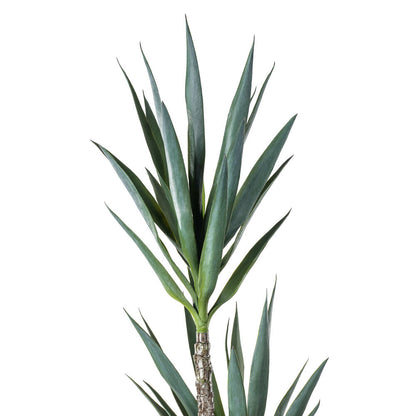 Vickerman 60" Artificial Green Yucca Tree in 8" Black Planters Pot.