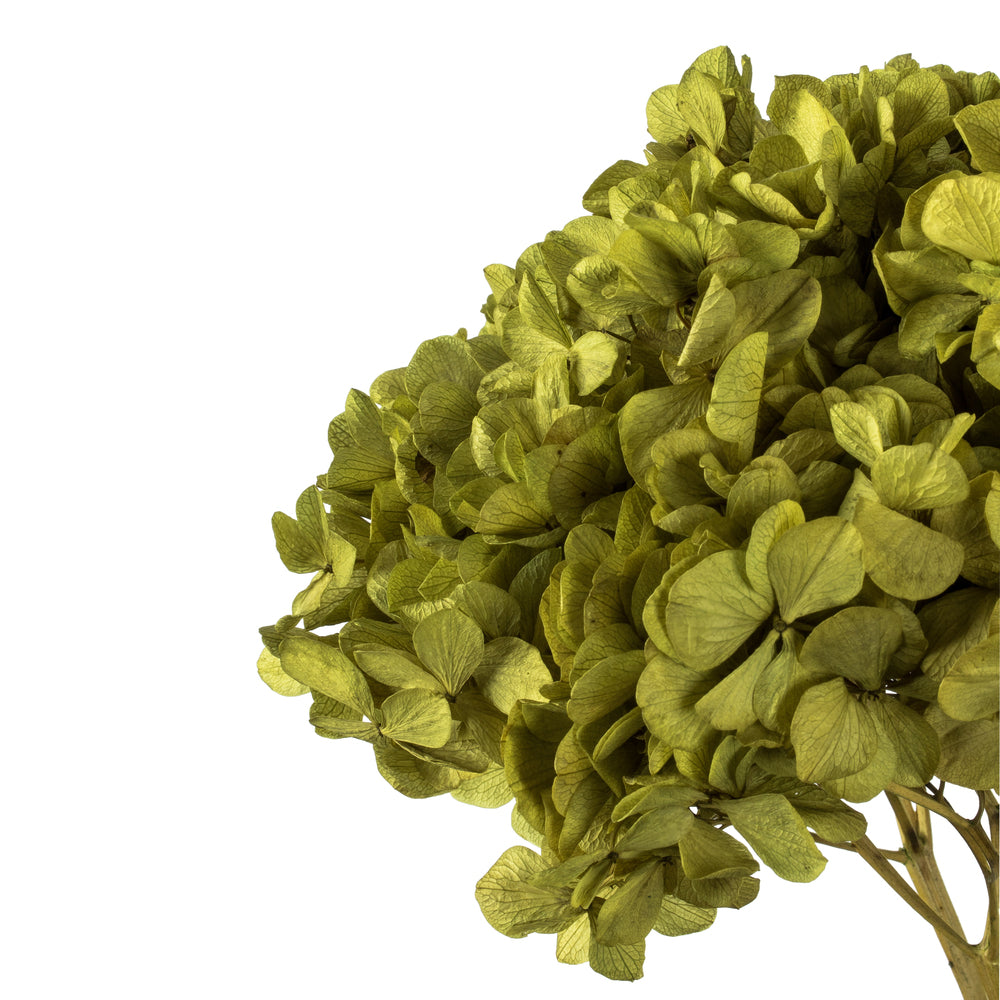 Vickerman 15" Antique Moss Hydrangea with Multiple Branch Segments. Preserved