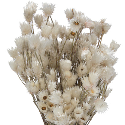 Vickerman Natural Botanicals 14" x 5" Everlasting Shiny White (hammer) 60 grams per unit