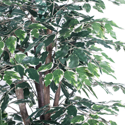 Vickerman 6' Artificial Variegated Ficus Executive Black Plastic Pot