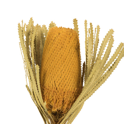 Vickerman 12" Yellow Banksia Flower Stem. Includes 25 Stems per Pack. Dried
