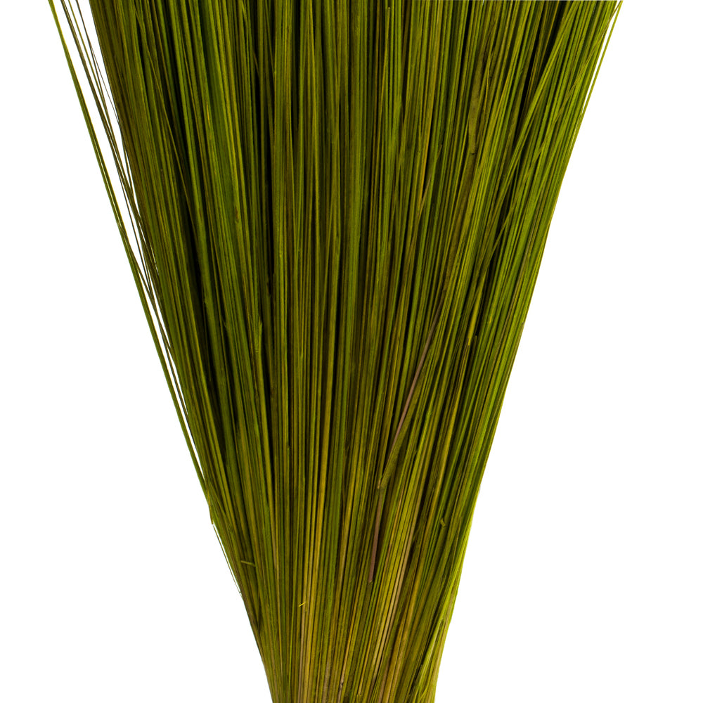 Vickerman 35-40" Basil Bright Grass 8 oz Bundle Dried