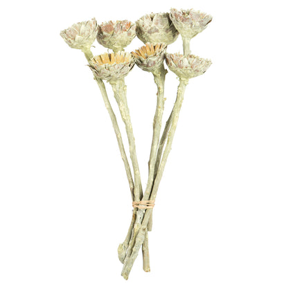 Vickerman 8-12" Frosted Basil Rosette Compacta - Sleeved 7 stems Dried