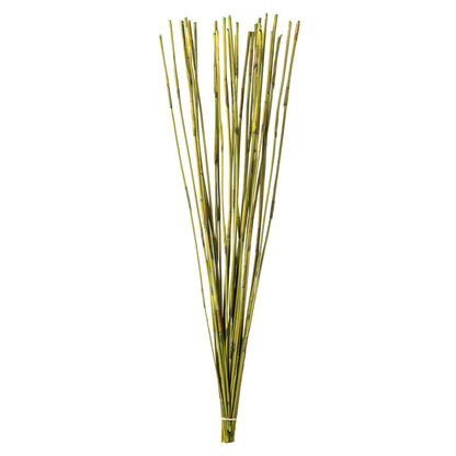 Vickerman 40" Basil Elephant Reed 10 oz Bundle Dried