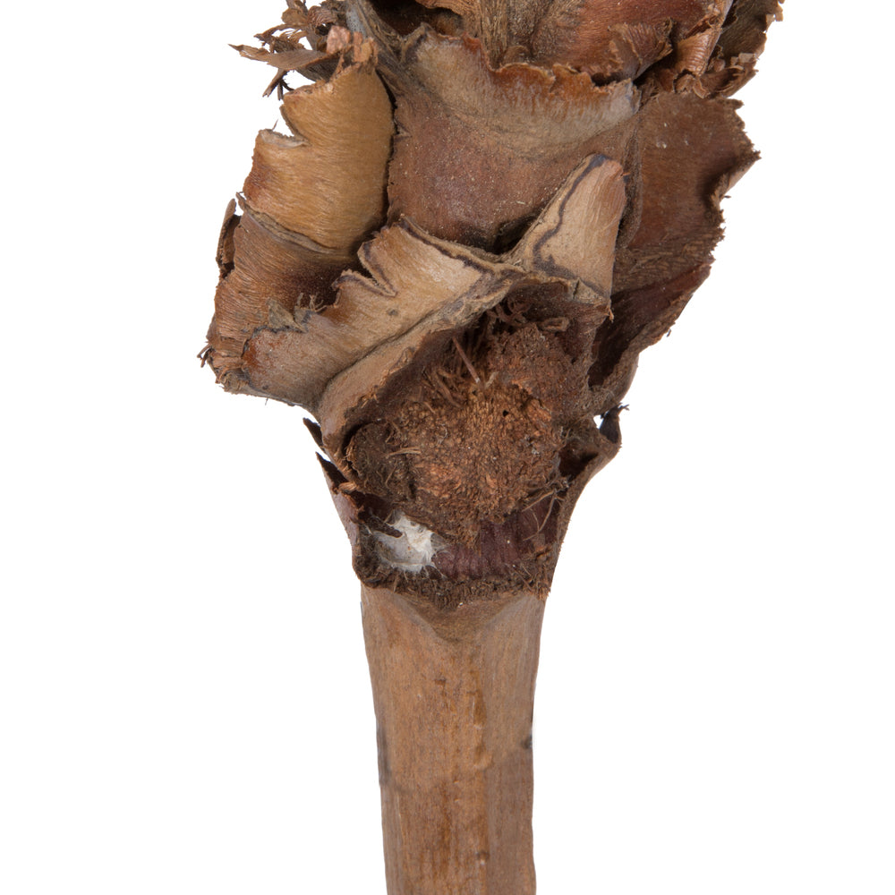 Vickerman Natural Botanicals 8"-10" Palm Female. Includes 10 pieces per Pack.