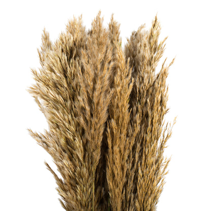 Vickerman 36" Ivory Plume Reed Bundle (15-20 stems) Preserved
