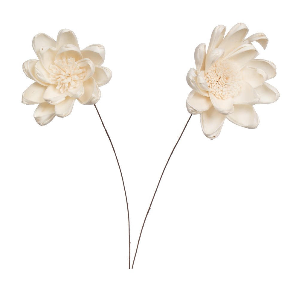 Vickerman Natural Botanicals 4" Natural Dried Crocus Sola Flower on 12" wire stem- 12 stem/polybag.