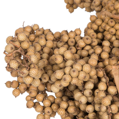 Vickerman Natural Botanicals 6"-8" Canella Natural 25 Pcs/Pack