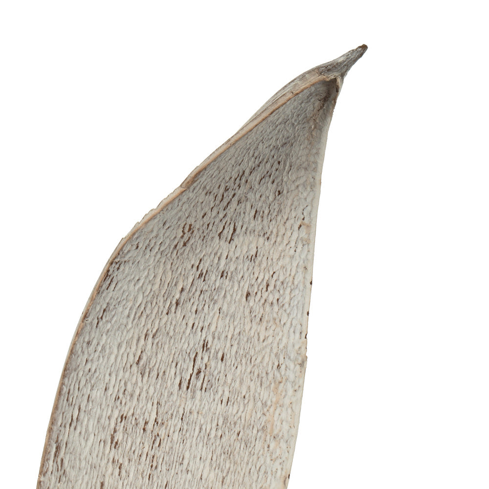 Vickerman 24-30" White Wash Palm Paddle. Includes 3 Paddle per Pack Dried