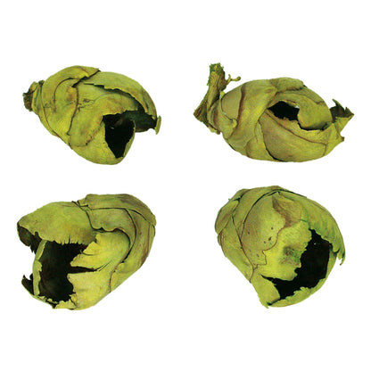 Vickerman 2-3" Basil Cacho Pod Bulk case of 60 pods Dried