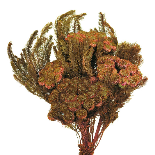 Vickerman Natural BRUNIA PLUM 3.8 OZ. BUNCH (CPD-25) Preserved