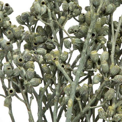 Vickerman Natural Botanicals 12" x 1-3" Eucalyptus Clusters on stem green frosted 16 stems per unit