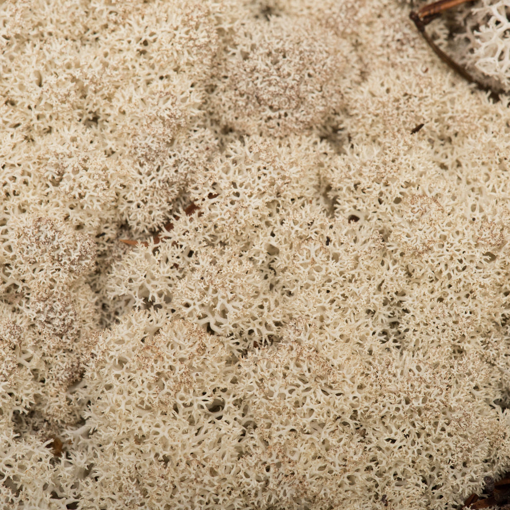 Vickerman Box Natural Moss Reindeer- 9 lb bulk Preserved