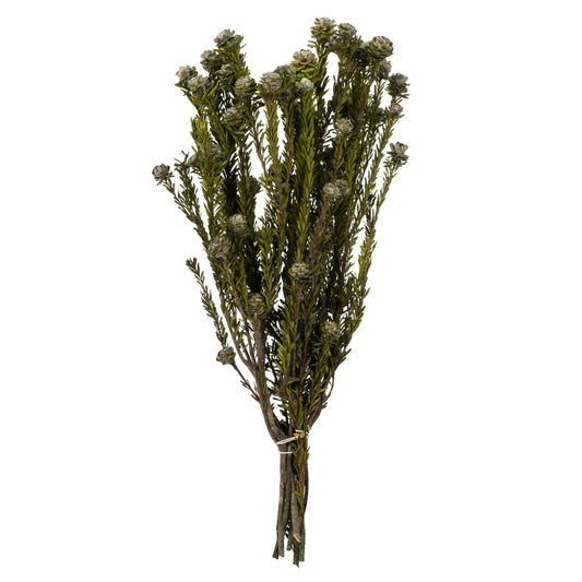Vickerman 12" Natural White Tortum Bundle Female Preserved
