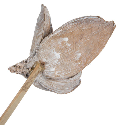 Vickerman 16" White Wash Sora Pod attached to a Wood Stem.  Includes 5 Stems per Pack Dried