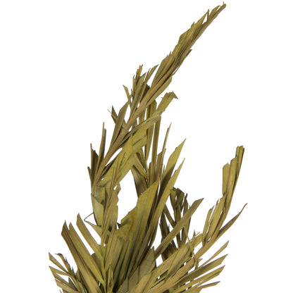 Vickerman 40-48" Basil Coco Palms - Twisted 6 stems Dried