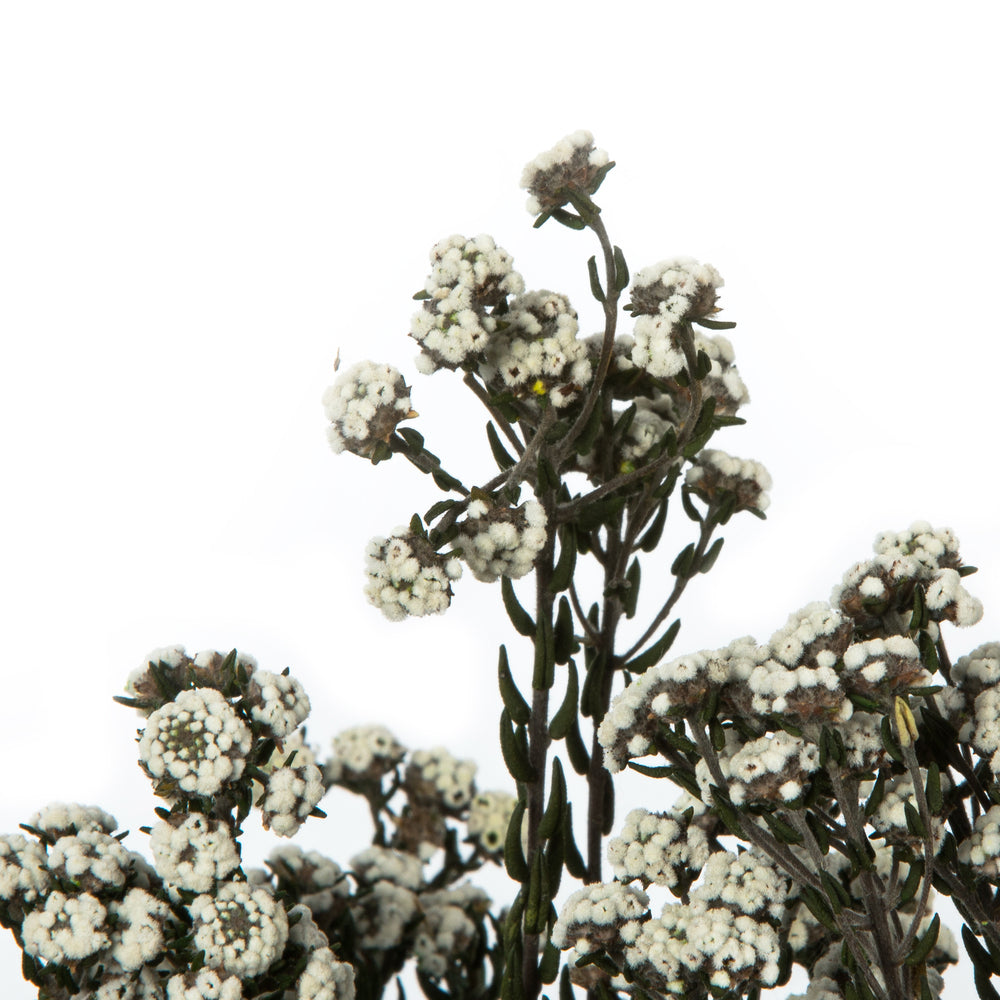 Vickerman 12-22" Natural White Phylica Bundle. Includes 10 oz (2 -5oz Bundles) Preserved