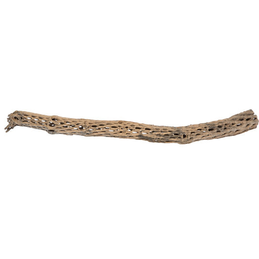 Vickerman CHOLLA NATURAL 29-35" PIECE Dried