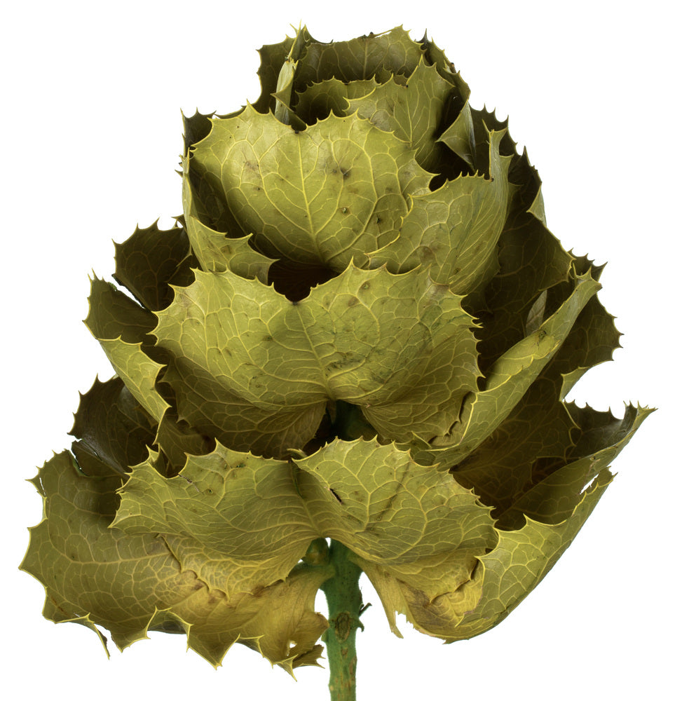 Vickerman 8" flower Basil Queen Flower 1 stem Dried