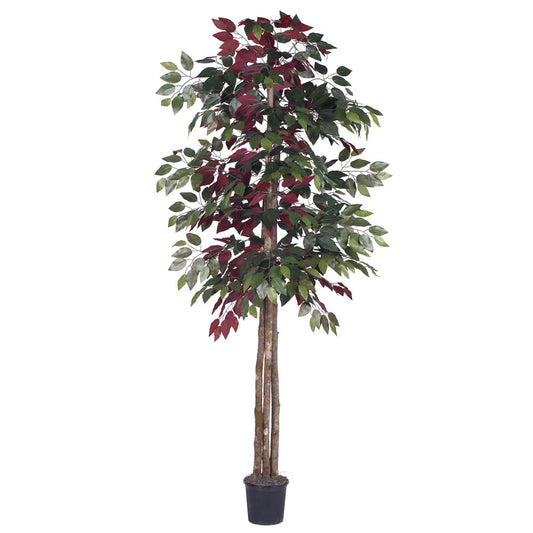 Vickerman 6' Artificial Capensia Deluxe Black Plastic Pot