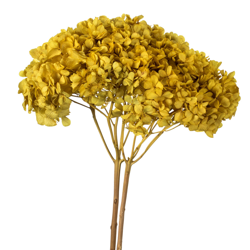 Vickerman 15" Yellow Hydrangea with Multiple Branch Segments. Preserved