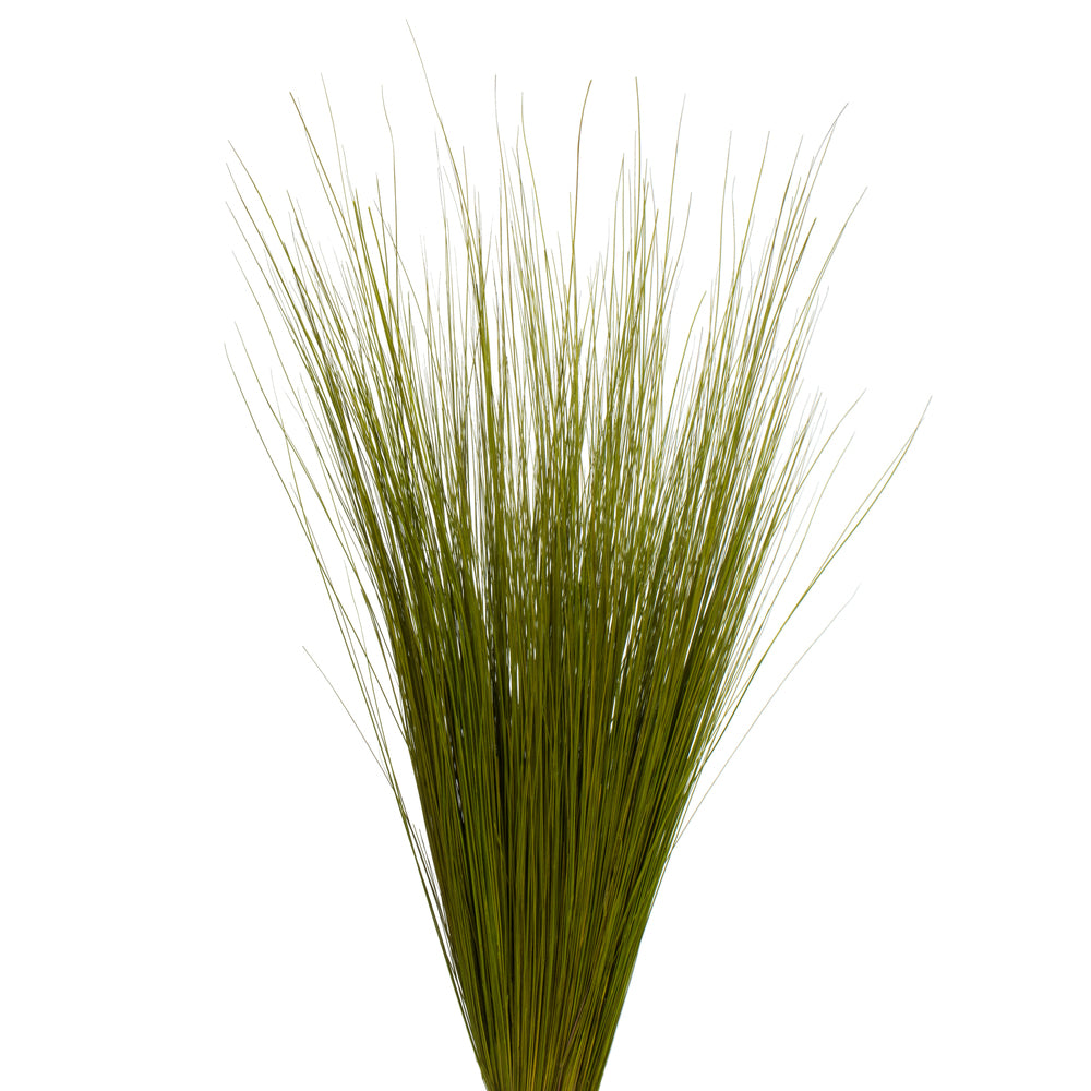 Vickerman 35-40" Basil Bright Grass 8 oz Bundle Dried