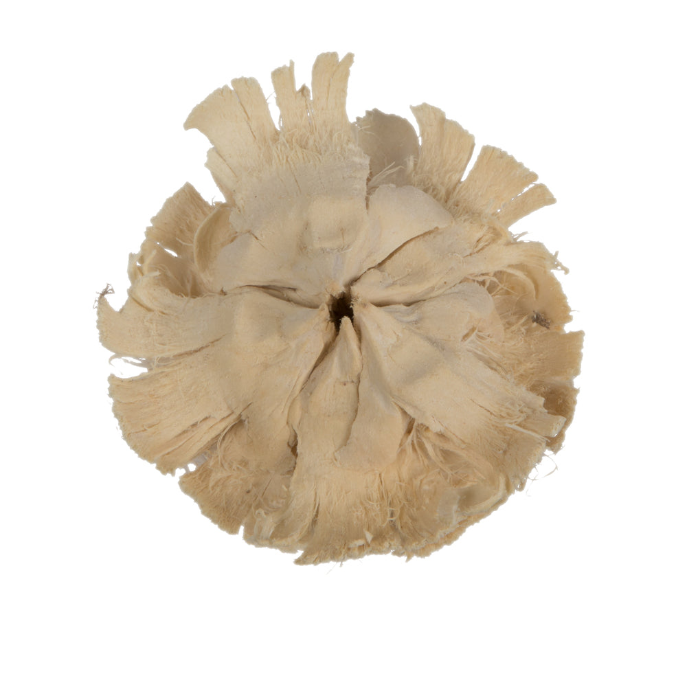 Vickerman Natural Botanicals 1.3"-1.75" Cedar Rose Bleached. Includes 50 pieces per polybag.