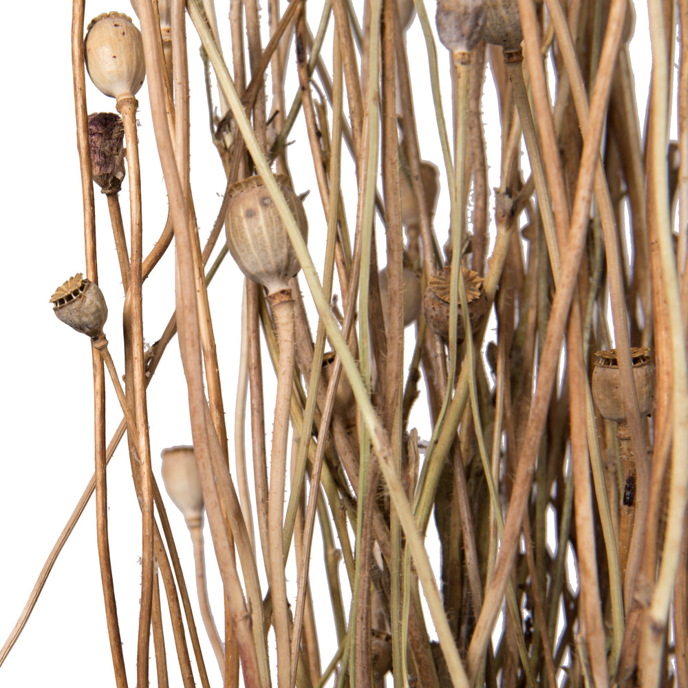 Vickerman Natural Botanicals 15-20" Poppy Pods 4 oz Bunch.