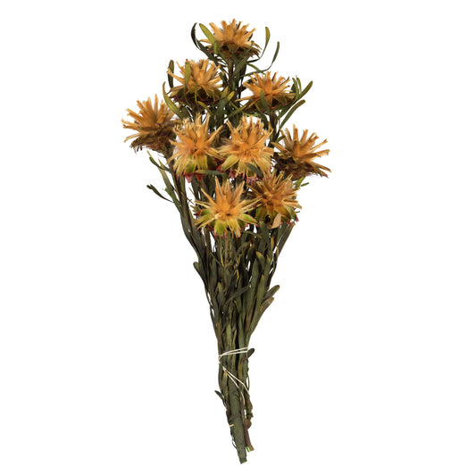 Vickerman 8-20" Aspen Gold Plumosum Female 8 flower heads per bundle Preserved