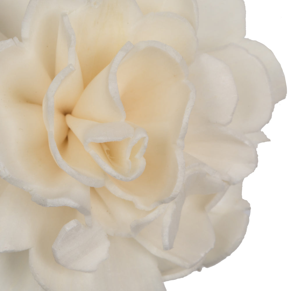 Vickerman Natural Botanicals 1.6"/2.4"/3.2" Assorted Natural Dried Camellia Sola Flower Head 24/bag.