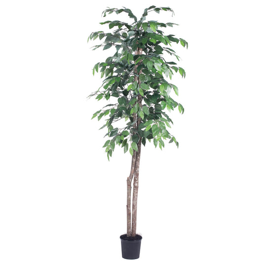 Vickerman 6' Artificial Ficus Black Plastic Pot