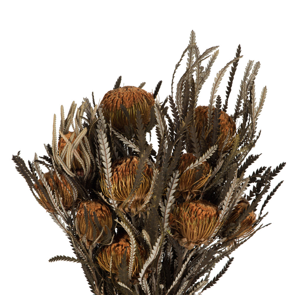 Vickerman 12" Autumn Banksia Foliage & Flowers-Preserved 4 oz Bundle
