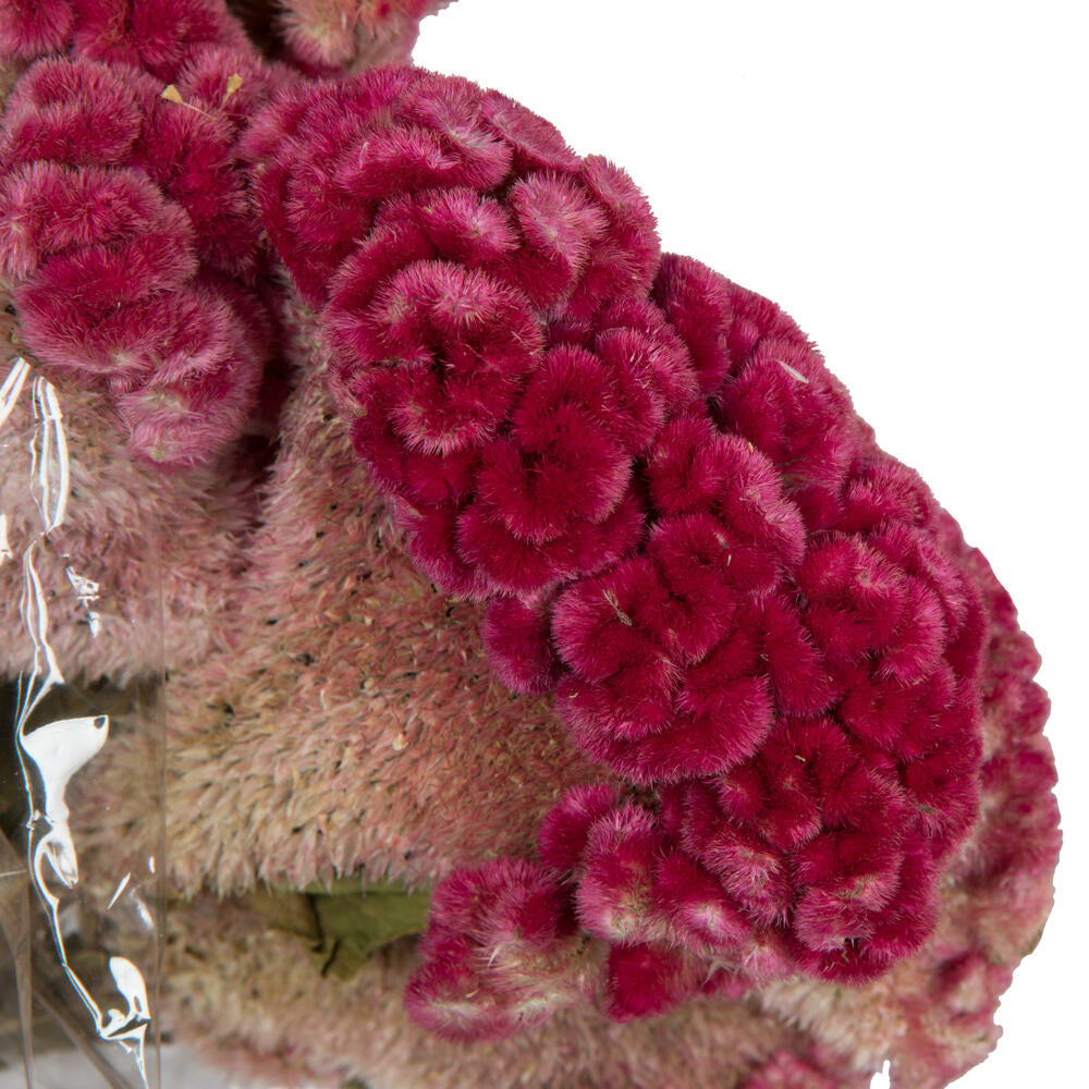 Vickerman Natural Botanicals 18-24" Raspberry Dried Celosia Coxcomb 4 oz. Bunch.