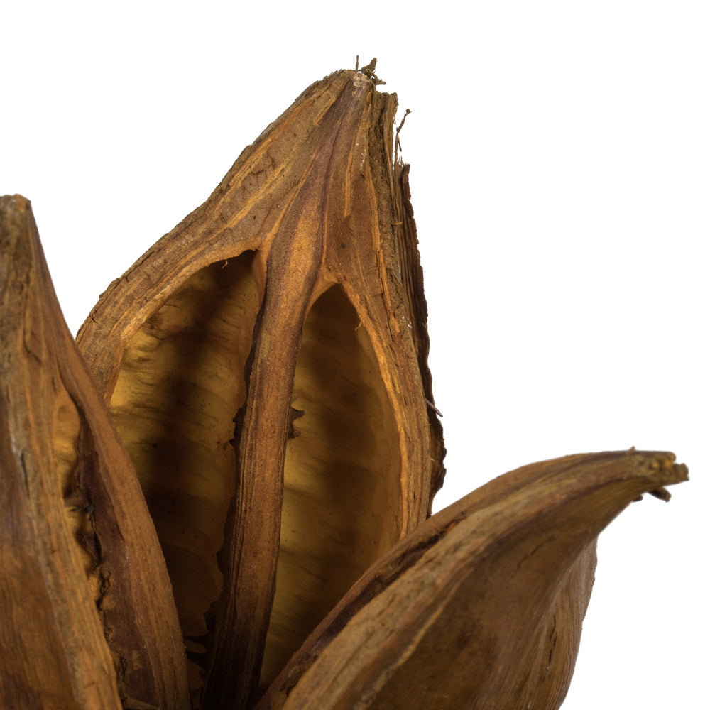 Vickerman 6" Aspen Gold Star Pod 1 piece Dried
