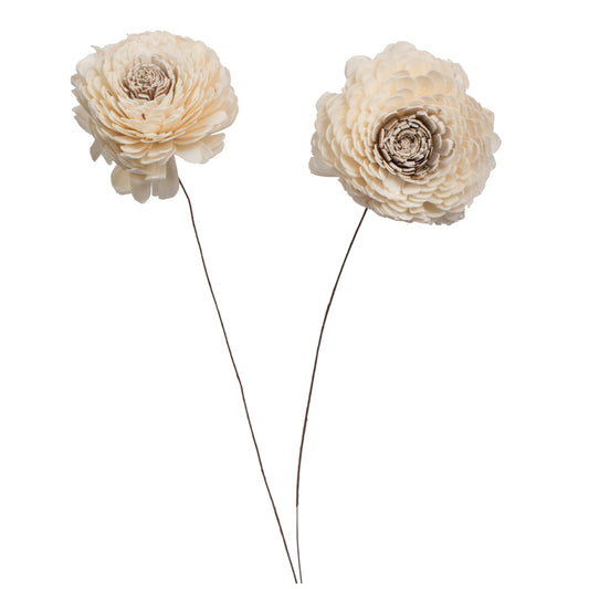 Vickerman Natural Botanicals 4" Charki Skin Sola Flower 12" Stem - 12 stems/bag. Dried and preserved.