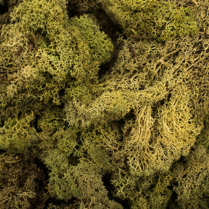 Vickerman Box Light Green Moss Reindeer- 9 lb bulk  Preserved