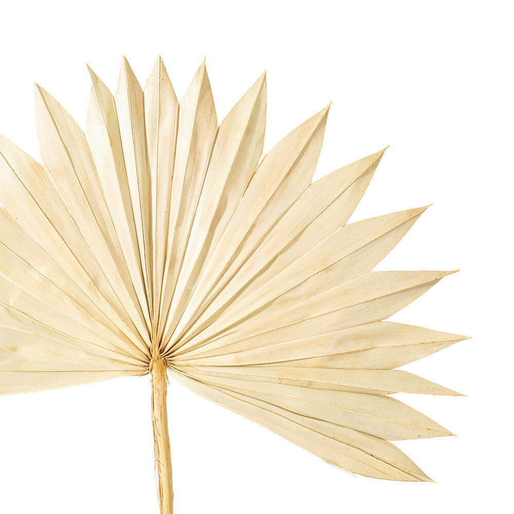 Vickerman Natural Botanicals 20" Natural Palm Sun Stem. Includes 12 Pieces per Bunch.