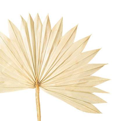 Vickerman Natural Botanicals 20" Natural Palm Sun Stem. Includes 12 Pieces per Bunch.
