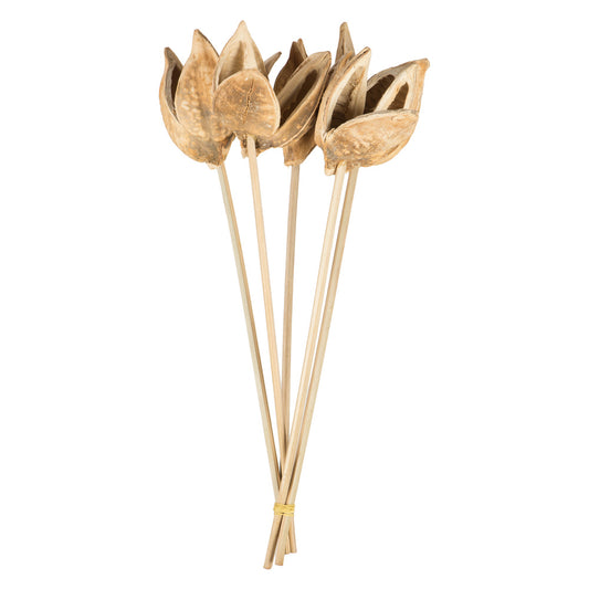 Vickerman 16" Bleached Sora Pod attached to a Wood Stem.  Includes 5 Stems per Pack Dried