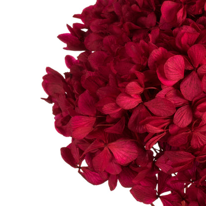 Vickerman 15"  Red Hydrangea with Multiple Branch Segments. Preserved