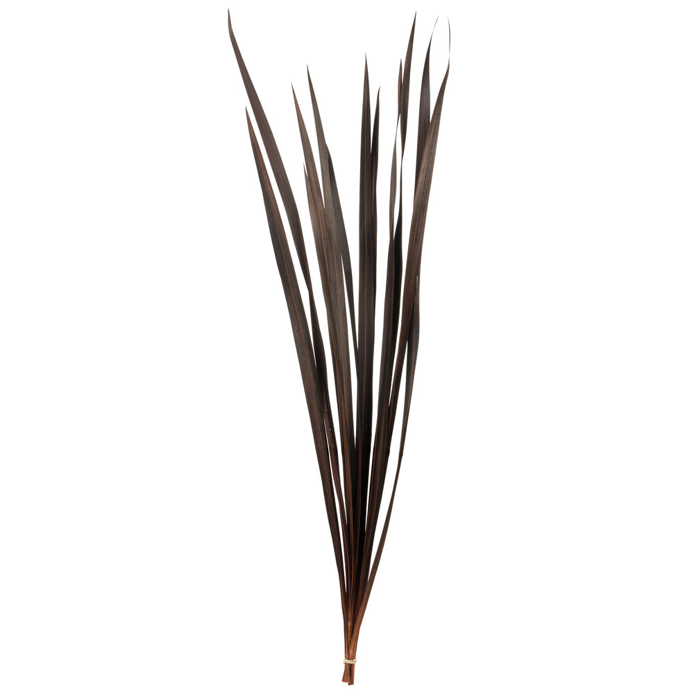 Vickerman 18-30" Brown Snake Grass. Includes 36 Stems (3 - 12 Stem Bundles) Dried