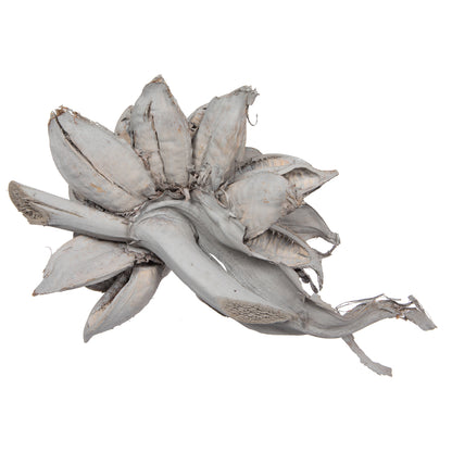 Vickerman 12-16" Gray Wash Star Pod Extra Large Dried